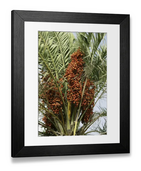 Framed Print : Red dates palm Botanical name Phoenix Sylvestris Roxb in kutch
