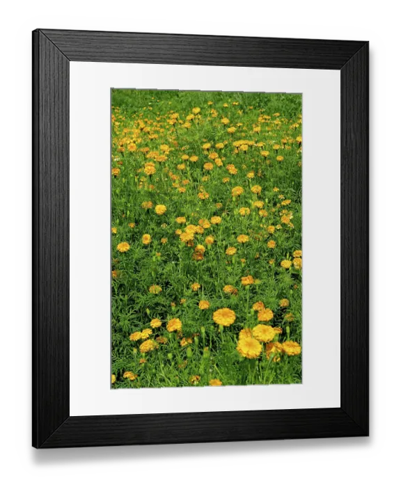 Framed Print : Marigold Flowers Gardens at Jodhpur
