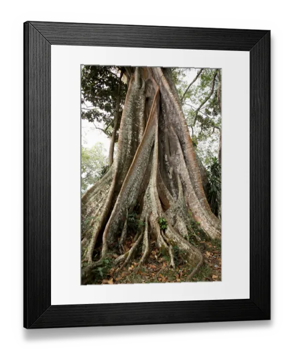 Framed Print : Banyan tree Botanical name Ficus bengalensis