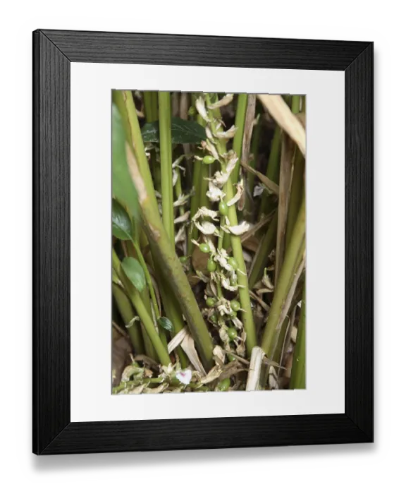 Framed Print : Spices, mouth freshener Framed Print : Spices, mouth freshener