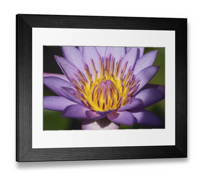 Framed Print : Holy flower Lotus blue water lily Nymphaea caerulea Framed Print : Holy flower Lotus blue water lily Nymphaea caerulea