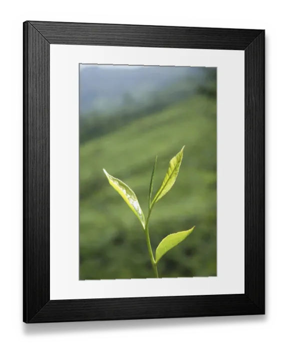 Framed Print : Tea plants Latin name Camellia sinensis fresh foliage and tender leaves