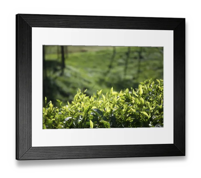 Framed Print : Tea plants Latin name Camellia sinensis fresh foliage and tender leaves