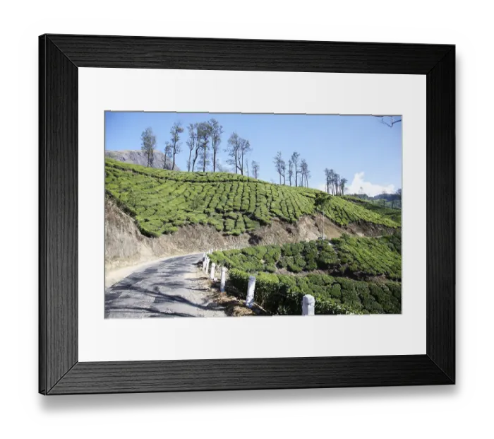 Framed Print : Tea plants Latin name Camellia sinensis fresh foliage and tender leaves Framed Print : Tea plants Latin name Camellia sinensis fresh foliage and tender leaves