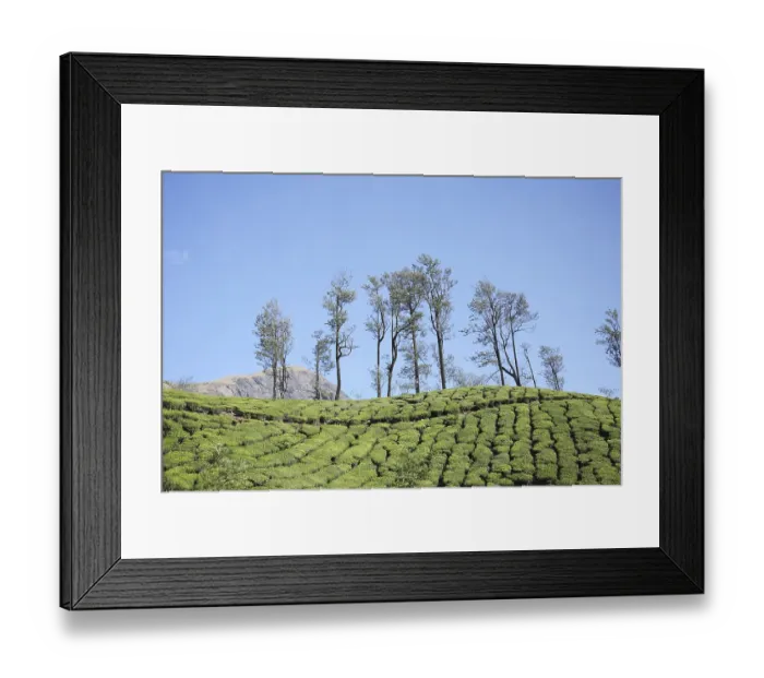 Framed Print : Tea plants Latin name Camellia sinensis fresh foliage and tender leaves