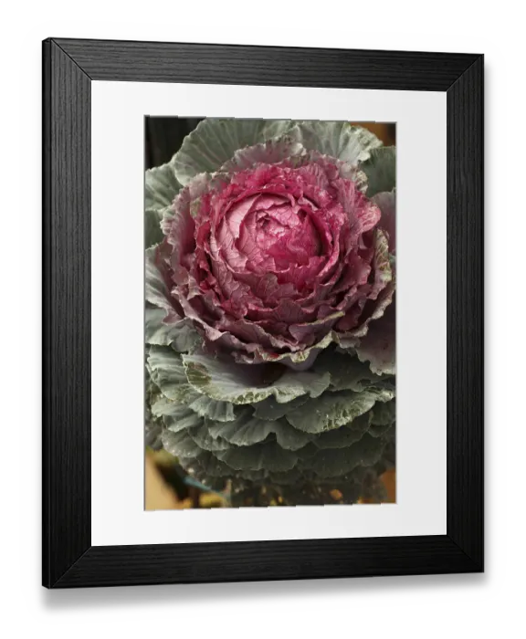 Framed Print : Common name flowering or ornamental kale Cabbage Latin name Brassica oleracea species Framed Print : Common name flowering or ornamental kale Cabbage Latin name Brassica oleracea species