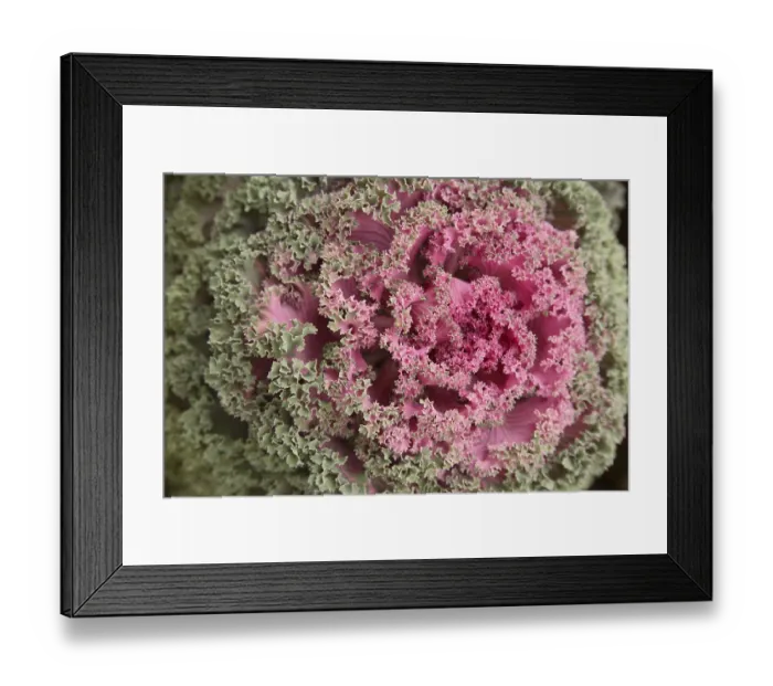 Framed Print : Flowering Kale or ornamental Cabbage Latin name Brassica oleracea species