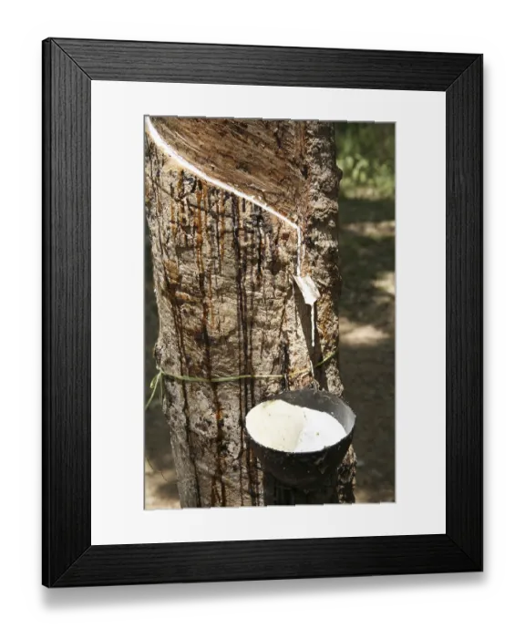 Framed Print : Rubber tree Latin name Hevea Brasiliensis harvest Framed Print : Rubber tree Latin name Hevea Brasiliensis harvest
