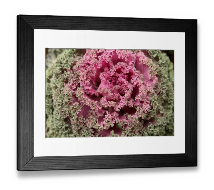 Framed Print : Flowering Kale or ornamental Cabbage Latin name Brassica oleracea species