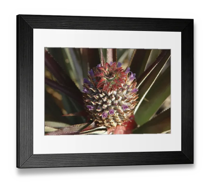 Framed Print : Fruits, English Name Pineapple Framed Print : Fruits, English Name Pineapple