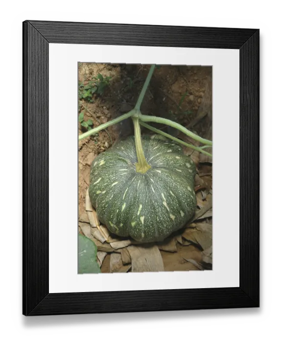 Framed Print : Vegetable, Red pumpkin Botanical Name Cucurbita maxima Duch Family Cucurbitaceae Framed Print : Vegetable, Red pumpkin Botanical Name Cucurbita maxima Duch Family Cucurbitaceae