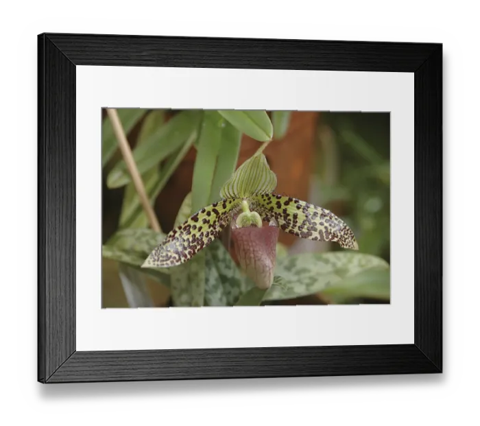 Framed Print : Nature, Flower, Paphiopedilum Sukhakulii Orchid Framed Print : Nature, Flower, Paphiopedilum Sukhakulii Orchid