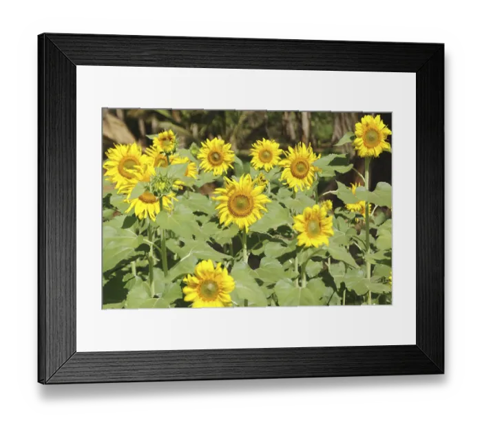 Framed Print : Yellow and golden oil seed flower