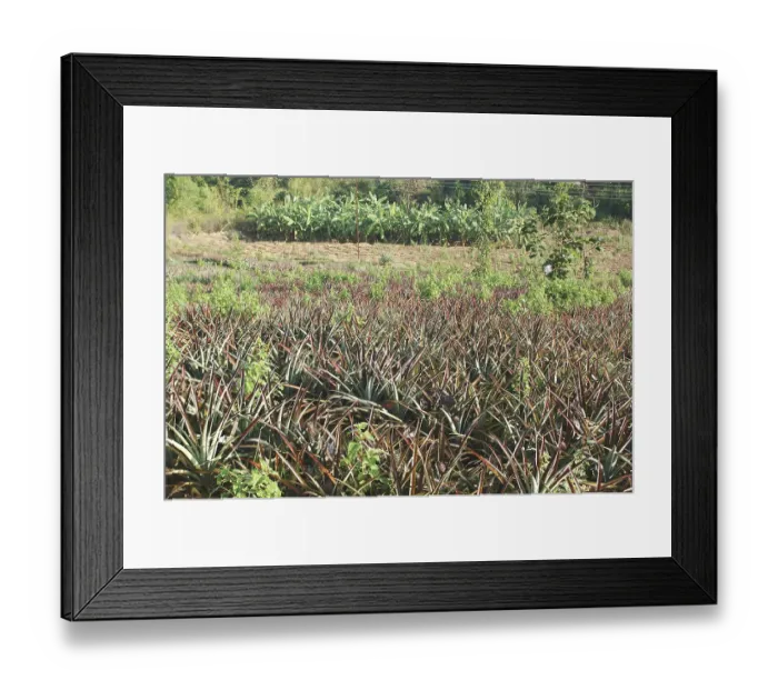 Framed Print : Fruits, Pineapple English Name Pineapple