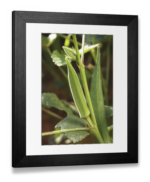 Framed Print : Vegetable, Okra Abelmoschus esculentus