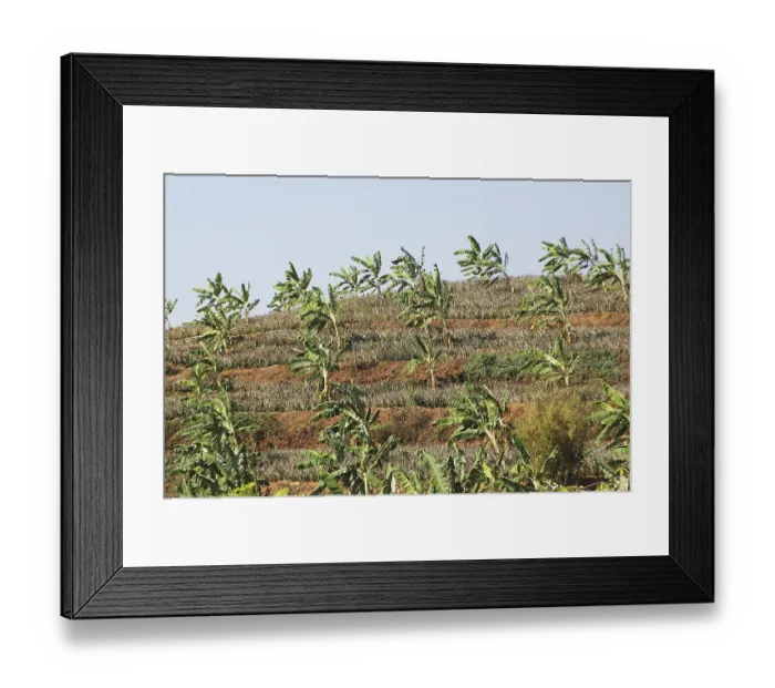 Framed Print : Fruits, Pineapple, Botanical Name Ananas comosus
