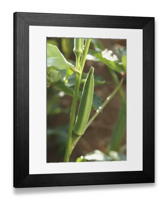 Framed Print : Vegetable, Okra Abelmoschus esculentus Framed Print : Vegetable, Okra Abelmoschus esculentus