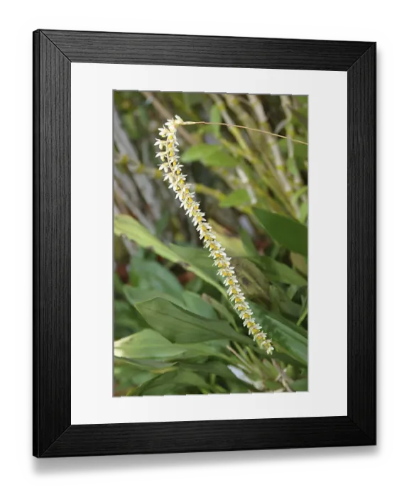 Framed Print : Nature, Flower, Dendrochilum Filiforme