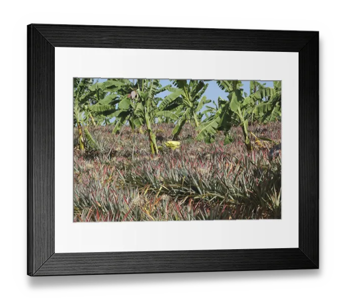 Framed Print : Fruits, Pineapple, Botanical Name Ananas comosus Framed Print : Fruits, Pineapple, Botanical Name Ananas comosus