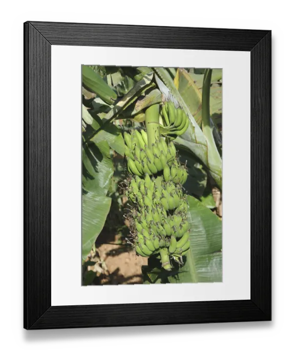 Framed Print : English Name Banana Botanical Name Musa paradisiaca