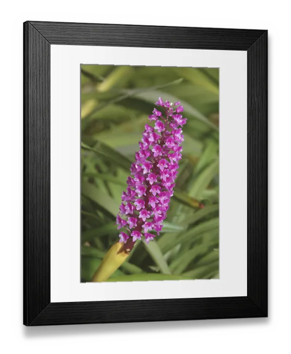Framed Print : Nature, Flower Arpophyllum Alpinum