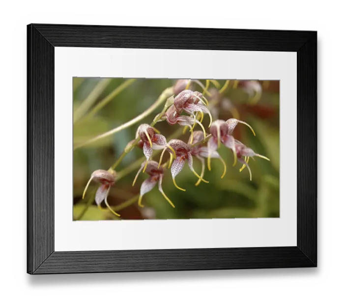 Framed Print : Nature, Flower, Masdevaliia pachyura SSP Leptoura Orchid