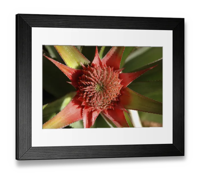 Framed Print : Fruits, English Name Pineapple