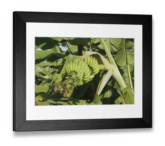 Framed Print : English Name Banana Botanical Name Musa paradisiaca