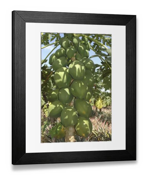 Framed Print : Fruit, English Name Papaya Botanical Name Carica Papaya L Family Caricaceae Papaya tree