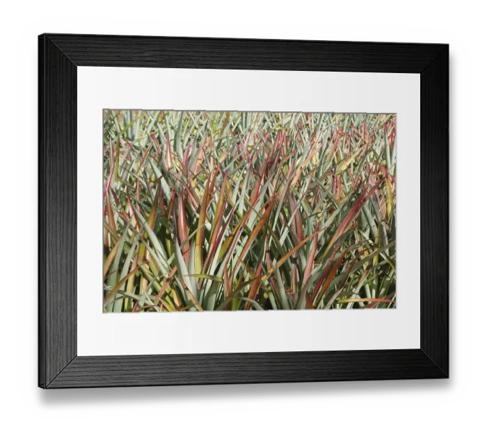 Framed Print : Fruits, English Name Pineapple Framed Print : Fruits, English Name Pineapple