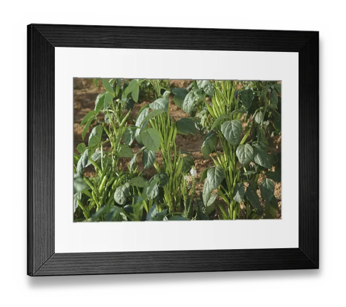 Framed Print : Vegetable, Cluster (Gawar) Beans Framed Print : Vegetable, Cluster (Gawar) Beans