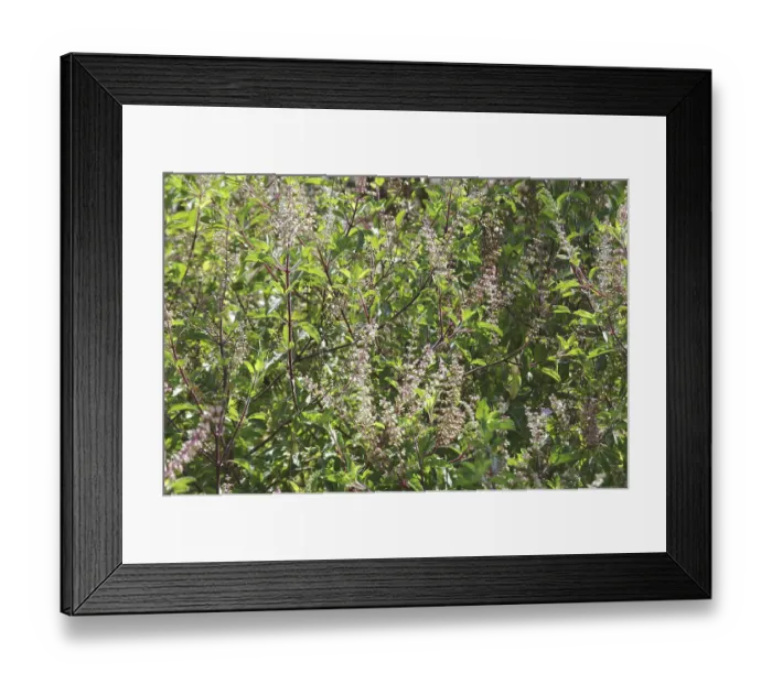 Framed Print : Plant, Tulsi or Holy Basil Ocimum sanctum