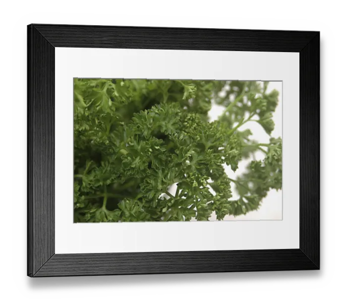 Framed Print : Food, Parsley used for garnishing, Green leaves