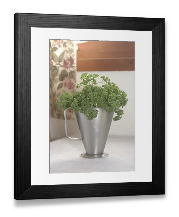 Framed Print : Food, Parsley used for garnishing Framed Print : Food, Parsley used for garnishing