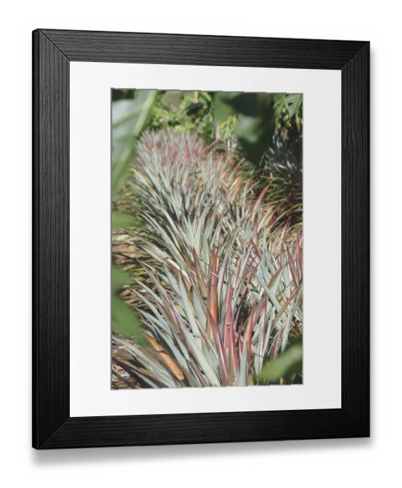 Framed Print : Fruits, English Name Pineapple