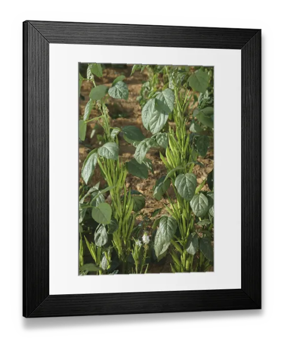 Framed Print : Vegetable, Cluster (Gawar) Beans Framed Print : Vegetable, Cluster (Gawar) Beans