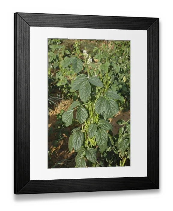 Framed Print : Vegetable, Cluster (Gawar) Beans