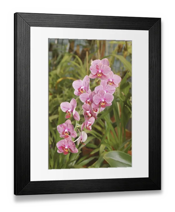 Framed Print : Nature, Flower, Phalaenopsis Hybrid