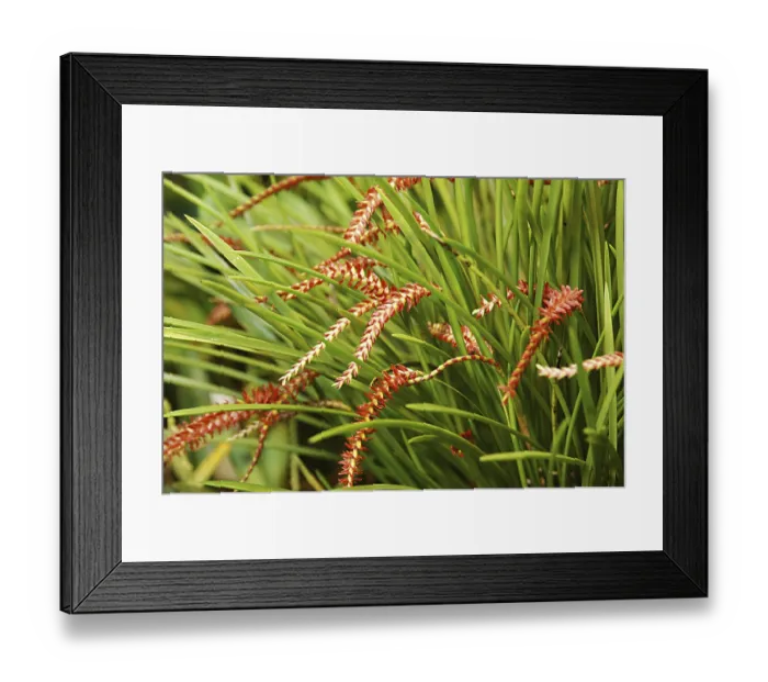 Framed Print : Nature, Flower, Dendrochilum Arachnites Framed Print : Nature, Flower, Dendrochilum Arachnites