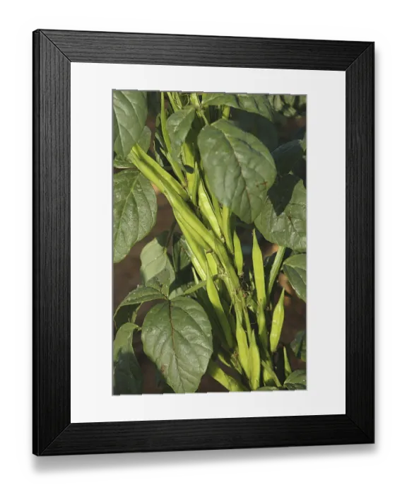 Framed Print : Vegetable, Cluster (Gawar) Beans Framed Print : Vegetable, Cluster (Gawar) Beans