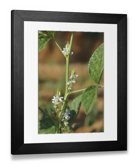 Framed Print : Vegetable, Cluster (Gawar) Beans