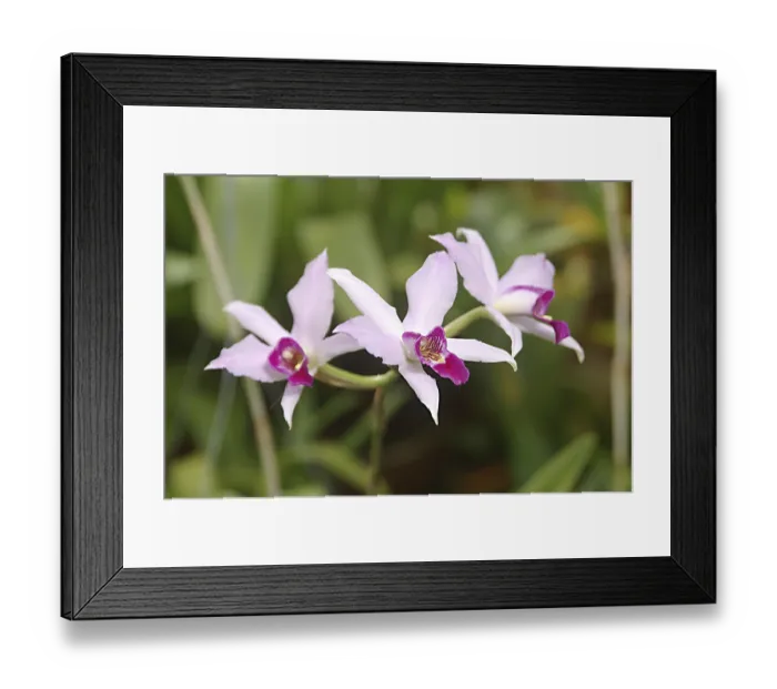 Framed Print : Nature, Flower, Laelia anceps Orchid Framed Print : Nature, Flower, Laelia anceps Orchid