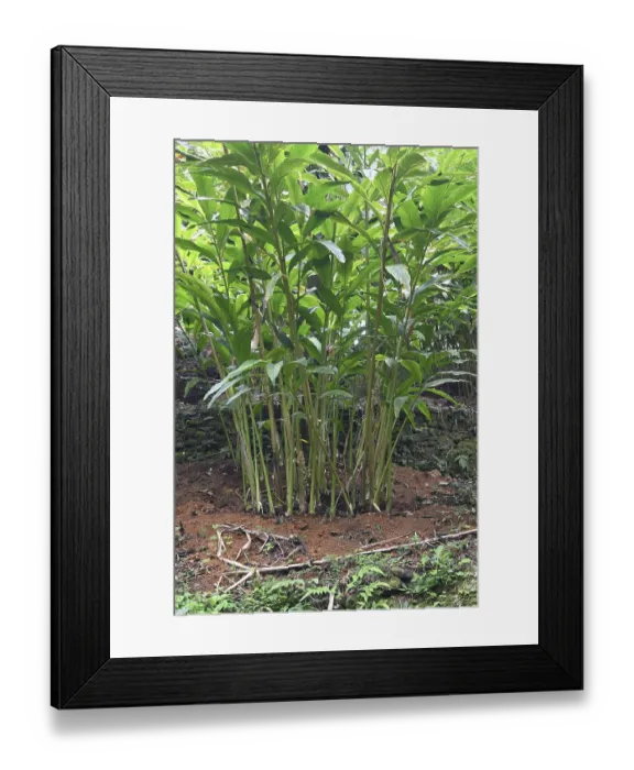 Framed Print : Cardamom (Elettaria cardamomum), Kerala, India