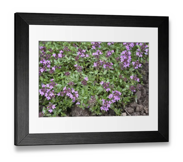 Framed Print : Red sand thyme (Thymus serpyllum) Coccineus' Red sand thyme (Thymus serpyllum) Coccineus