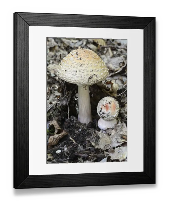 Framed Print : Pearl mushroom (Amanita rubescens)