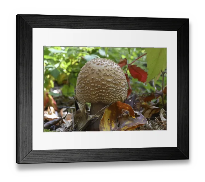Framed Print : Pearl mushroom (Amanita rubescens) Framed Print : Pearl mushroom (Amanita rubescens)