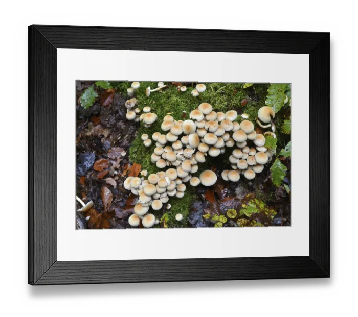 Framed Print : Conifer tuft (Hypholoma capnoides)