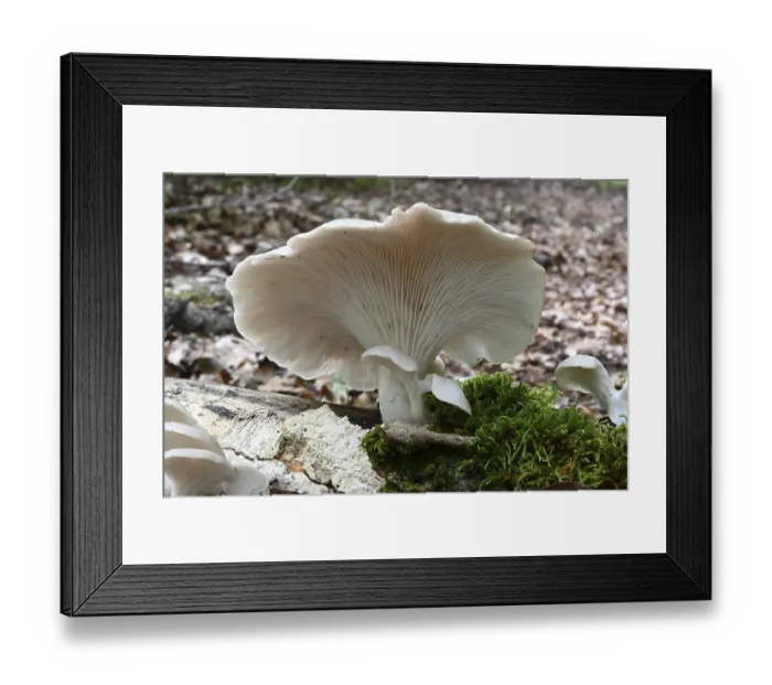 Framed Print : Branched oyster fungus (Pleurotus cornucopiae) Framed Print : Branched oyster fungus (Pleurotus cornucopiae)