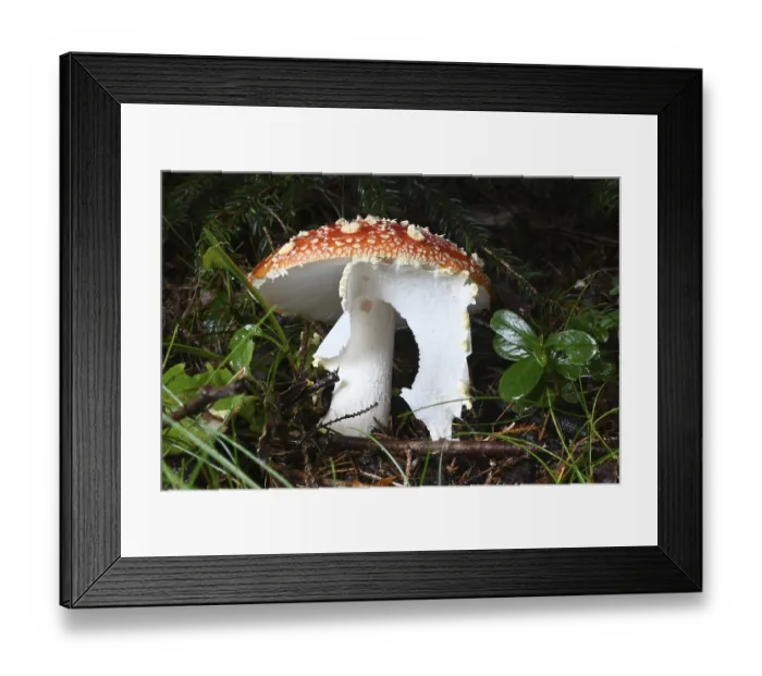 Framed Print : Fly agaric (Amanita muscaria)