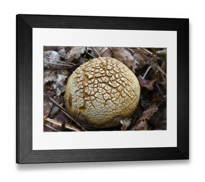 Framed Print : Fly agaric (Amanita muscaria) Framed Print : Fly agaric (Amanita muscaria)